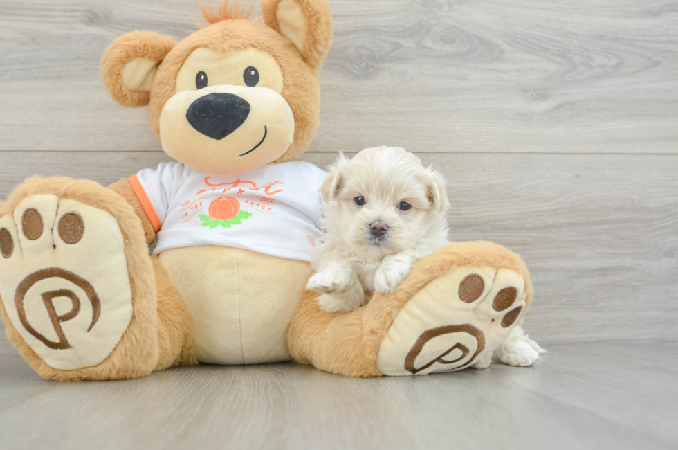 9 week old Maltipoo Puppy For Sale - Fairfield Furbabies