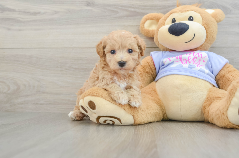 6 week old Maltipoo Puppy For Sale - Fairfield Furbabies