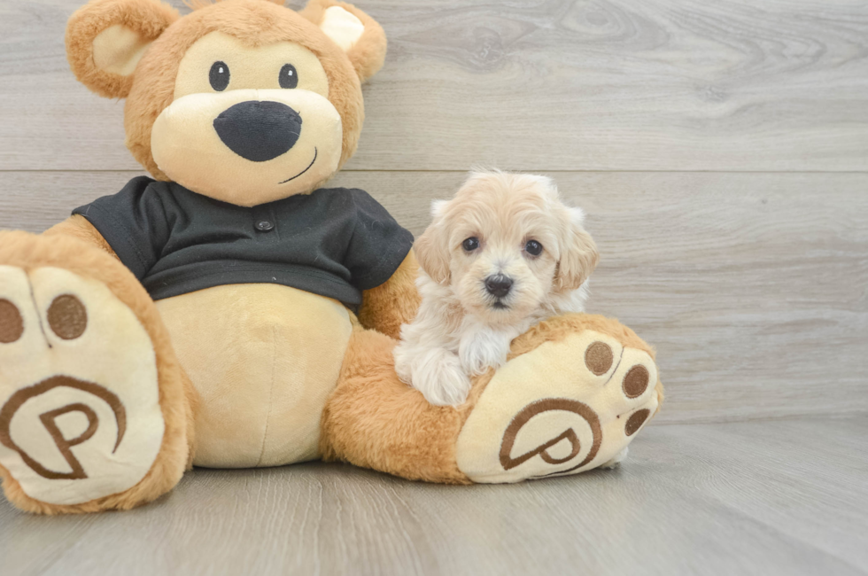 6 week old Maltipoo Puppy For Sale - Fairfield Furbabies