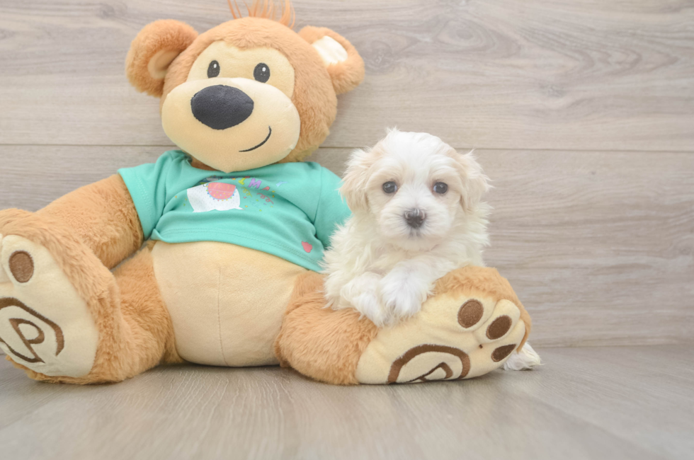 5 week old Maltipoo Puppy For Sale - Fairfield Furbabies
