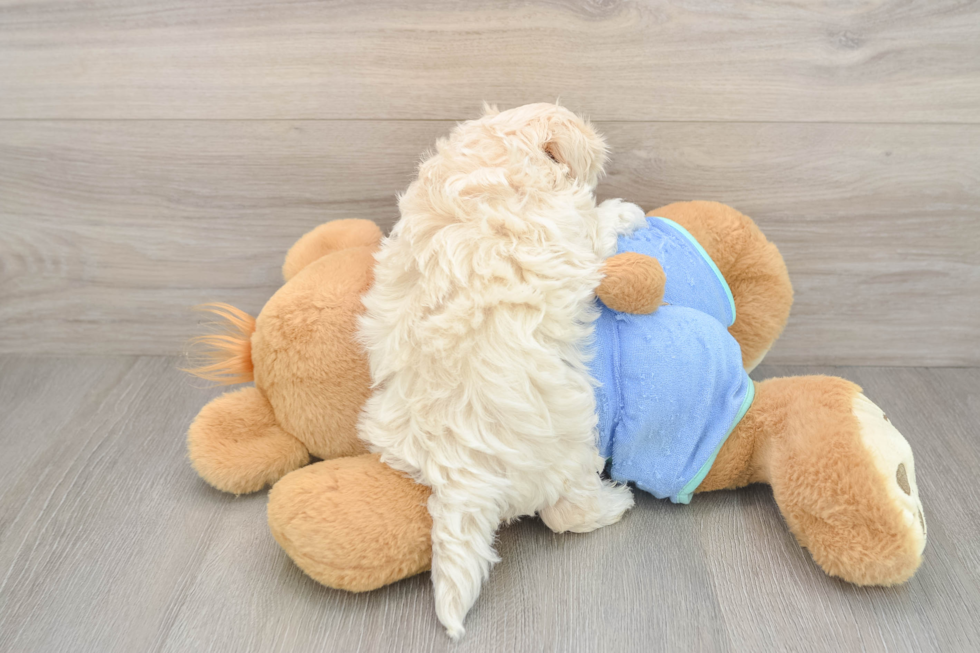 Popular Maltipoo Poodle Mix Pup