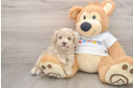 Popular Maltipoo Poodle Mix Pup