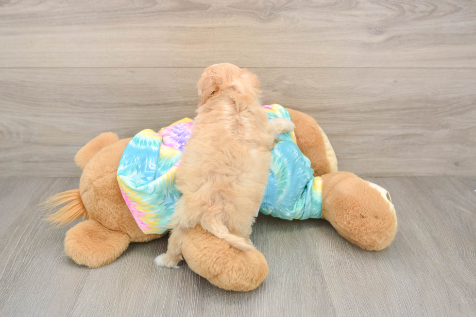 Smart Maltipoo Poodle Mix Pup