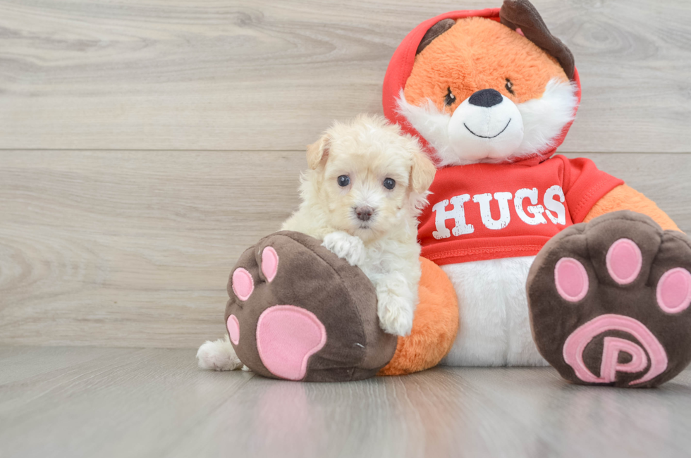 7 week old Maltipoo Puppy For Sale - Fairfield Furbabies