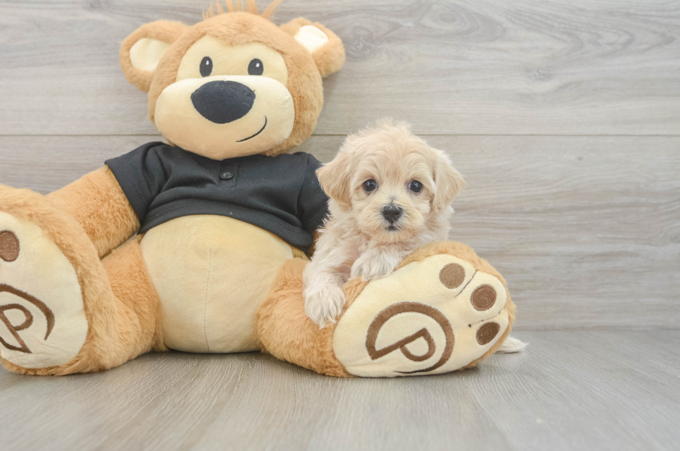 6 week old Maltipoo Puppy For Sale - Fairfield Furbabies