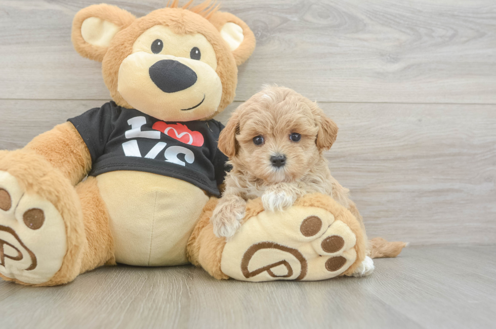 5 week old Maltipoo Puppy For Sale - Fairfield Furbabies
