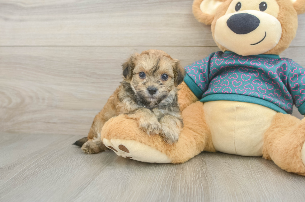 7 week old Maltipoo Puppy For Sale - Fairfield Furbabies