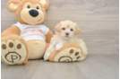 Fluffy Maltipoo Poodle Mix Pup