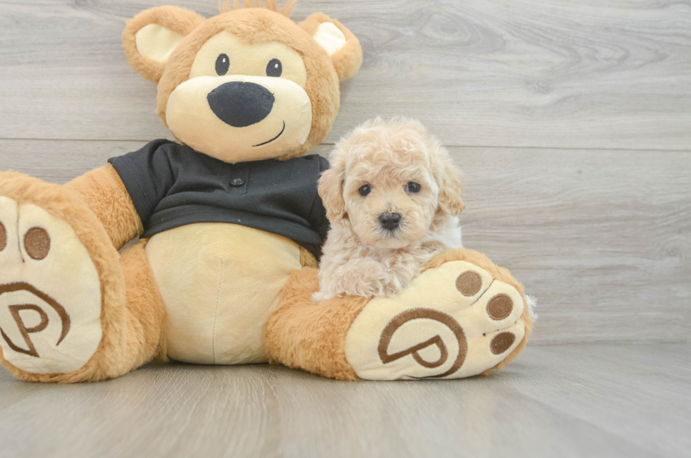 6 week old Maltipoo Puppy For Sale - Fairfield Furbabies