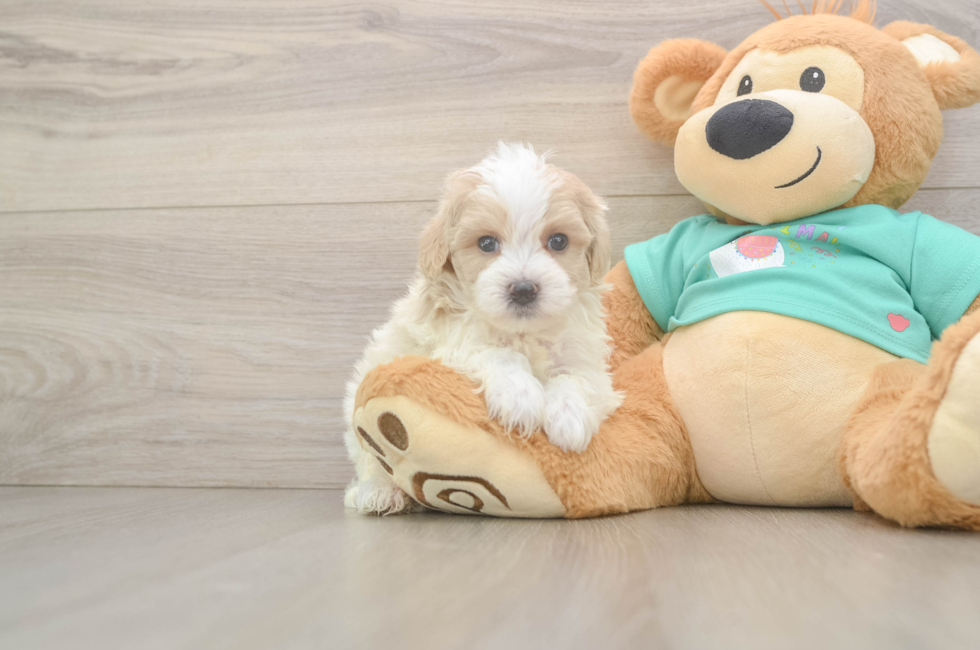 5 week old Maltipoo Puppy For Sale - Fairfield Furbabies