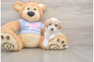 Maltipoo Pup Being Cute
