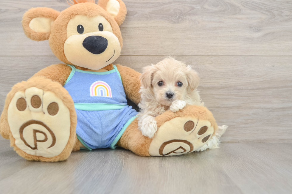 Maltipoo Puppy for Adoption