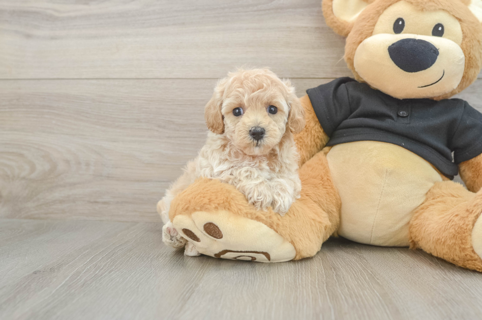 6 week old Maltipoo Puppy For Sale - Fairfield Furbabies