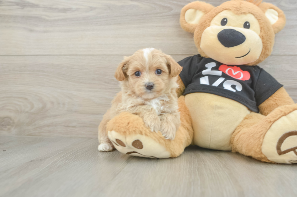 5 week old Maltipoo Puppy For Sale - Fairfield Furbabies