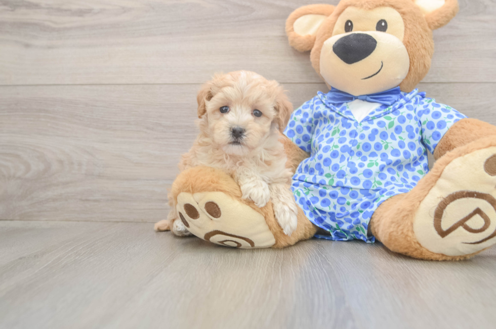 7 week old Maltipoo Puppy For Sale - Fairfield Furbabies
