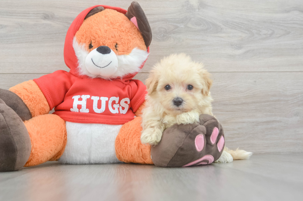 5 week old Maltipoo Puppy For Sale - Fairfield Furbabies
