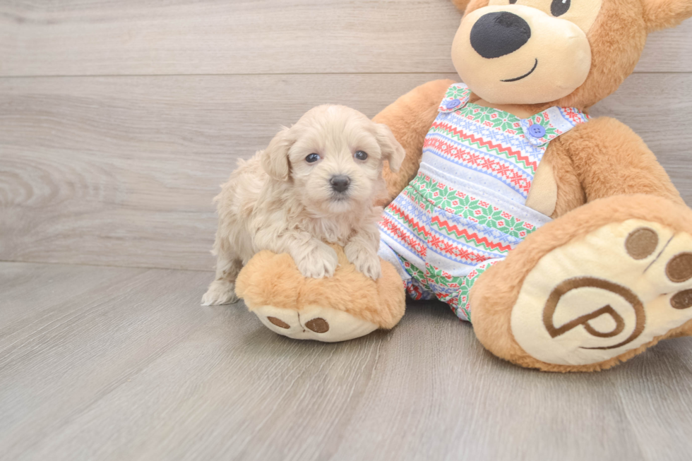 Best Maltipoo Baby