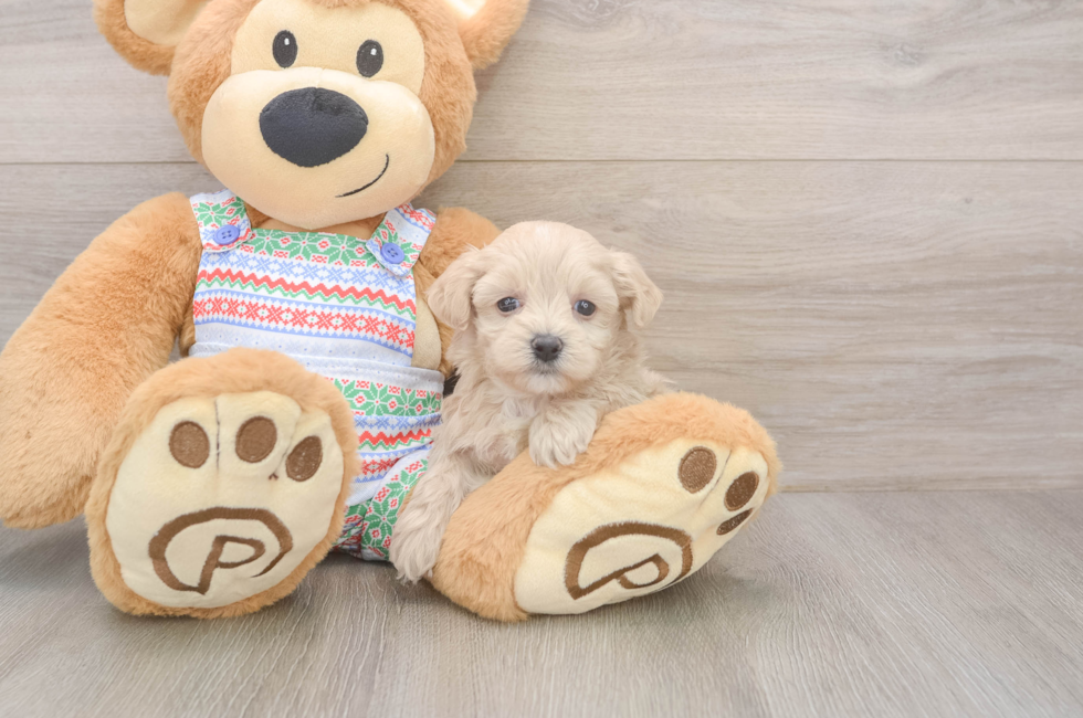 5 week old Maltipoo Puppy For Sale - Fairfield Furbabies