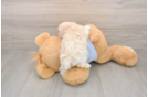 Maltipoo Puppy for Adoption