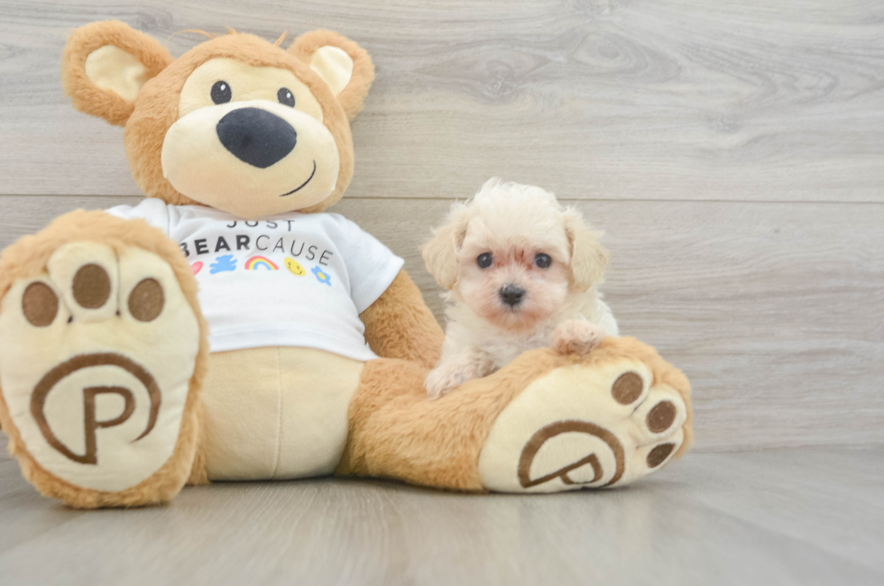 8 week old Maltipoo Puppy For Sale - Fairfield Furbabies