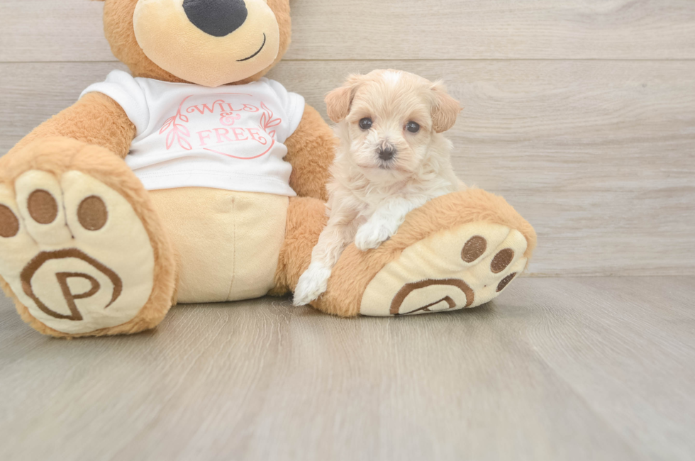 8 week old Maltipoo Puppy For Sale - Fairfield Furbabies