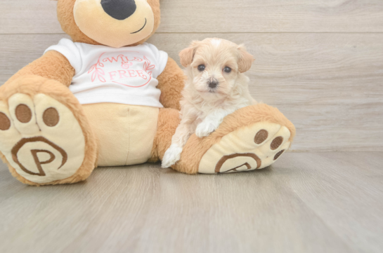 8 week old Maltipoo Puppy For Sale - Fairfield Furbabies Maltipoo Pup Being Cute