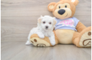 Best Maltipoo Baby