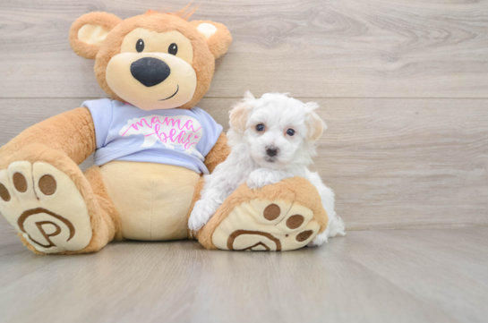 Popular Maltipoo Poodle Mix Pup