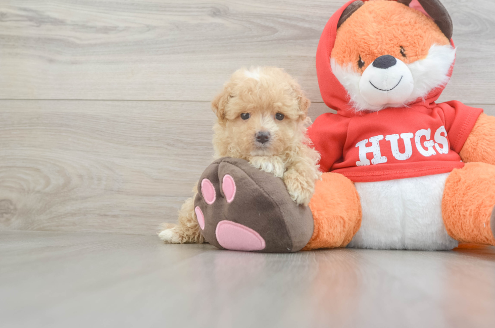 5 week old Maltipoo Puppy For Sale - Fairfield Furbabies