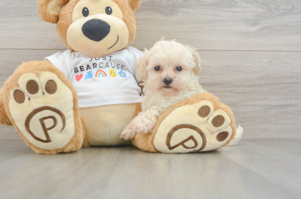 8 week old Maltipoo Puppy For Sale - Fairfield Furbabies