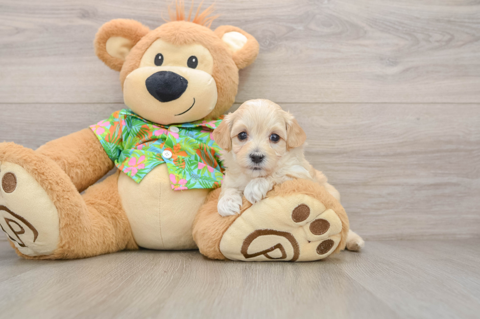 Energetic Multipoo Poodle Mix Puppy