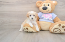 Friendly Maltipoo Baby