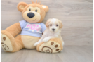 Best Maltipoo Baby