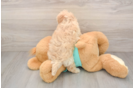Best Maltipoo Baby