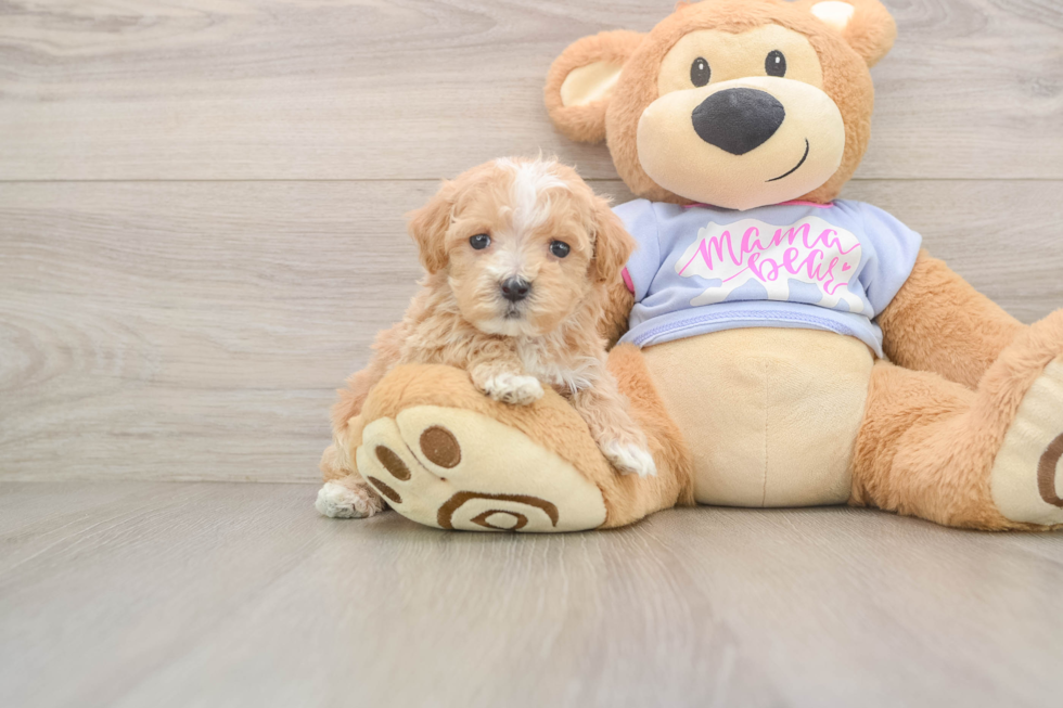 Cute Maltipoo Baby