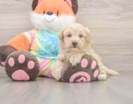 8 week old Maltipoo Puppy For Sale - Fairfield Furbabies