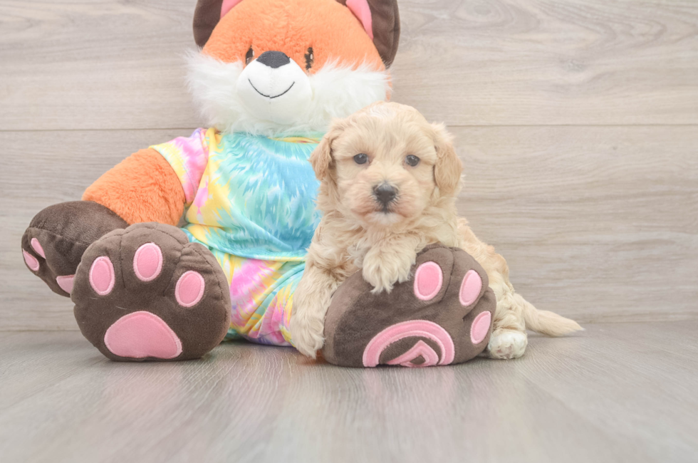 8 week old Maltipoo Puppy For Sale - Fairfield Furbabies