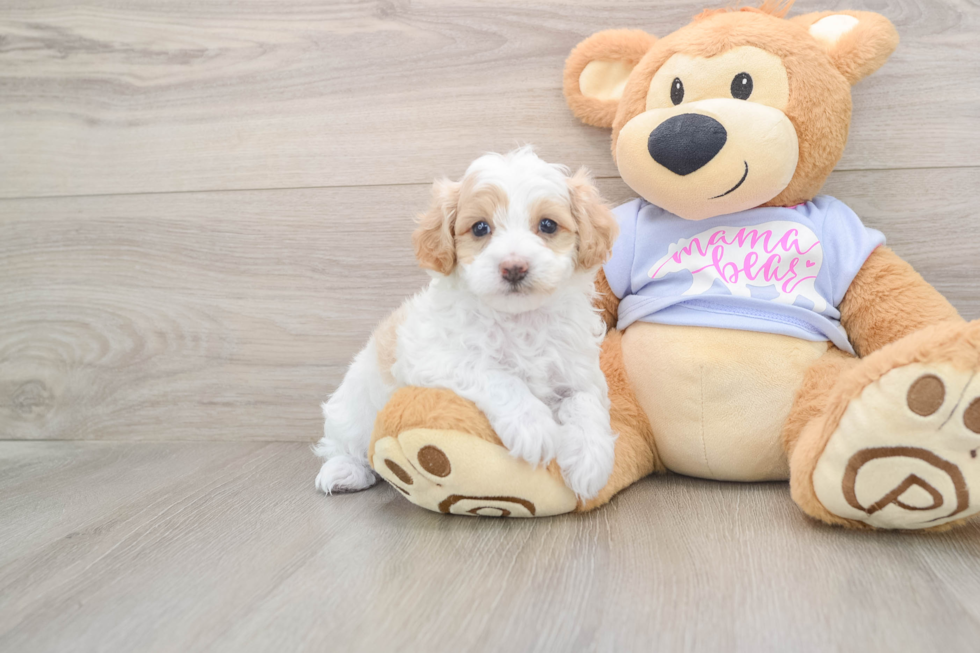 Maltipoo Pup Being Cute