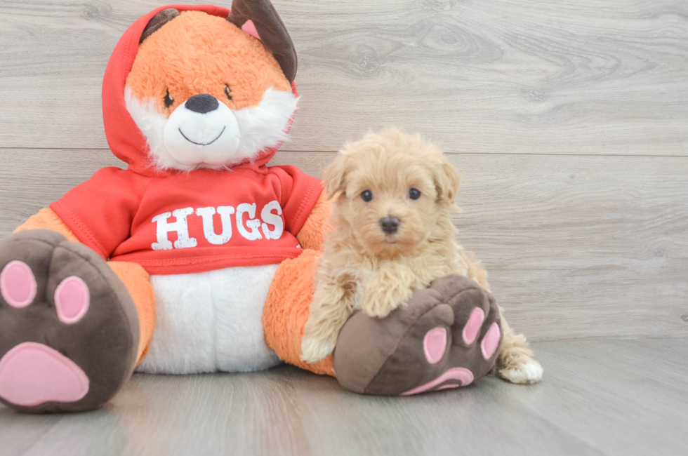 5 week old Maltipoo Puppy For Sale - Fairfield Furbabies