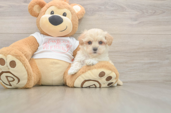 8 week old Maltipoo Puppy For Sale - Fairfield Furbabies Maltipoo Puppy for Adoption
