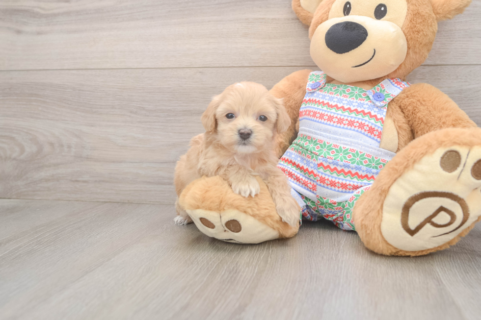 Maltipoo Puppy for Adoption