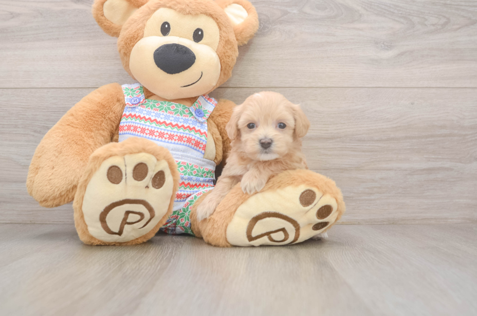 5 week old Maltipoo Puppy For Sale - Fairfield Furbabies