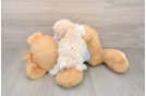 Maltipoo Puppy for Adoption