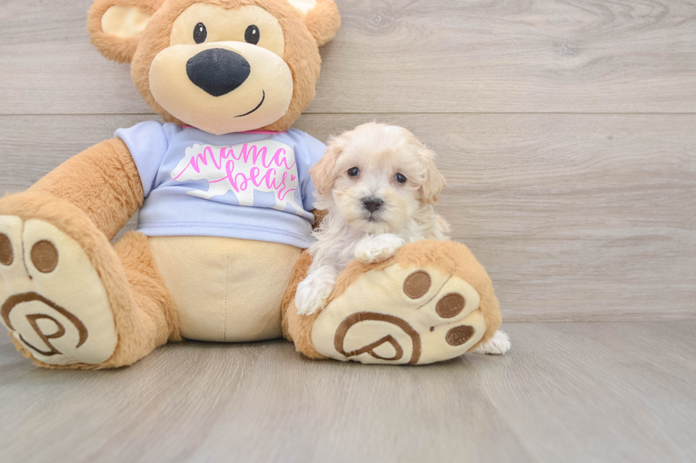 Sweet Maltipoo Baby