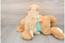 Best Maltipoo Baby
