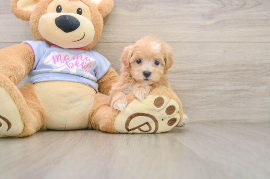 POOKA, a Maltipoo littermate