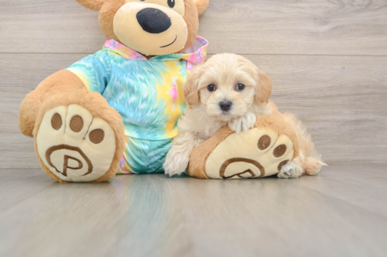 POOKA, a Maltipoo littermate