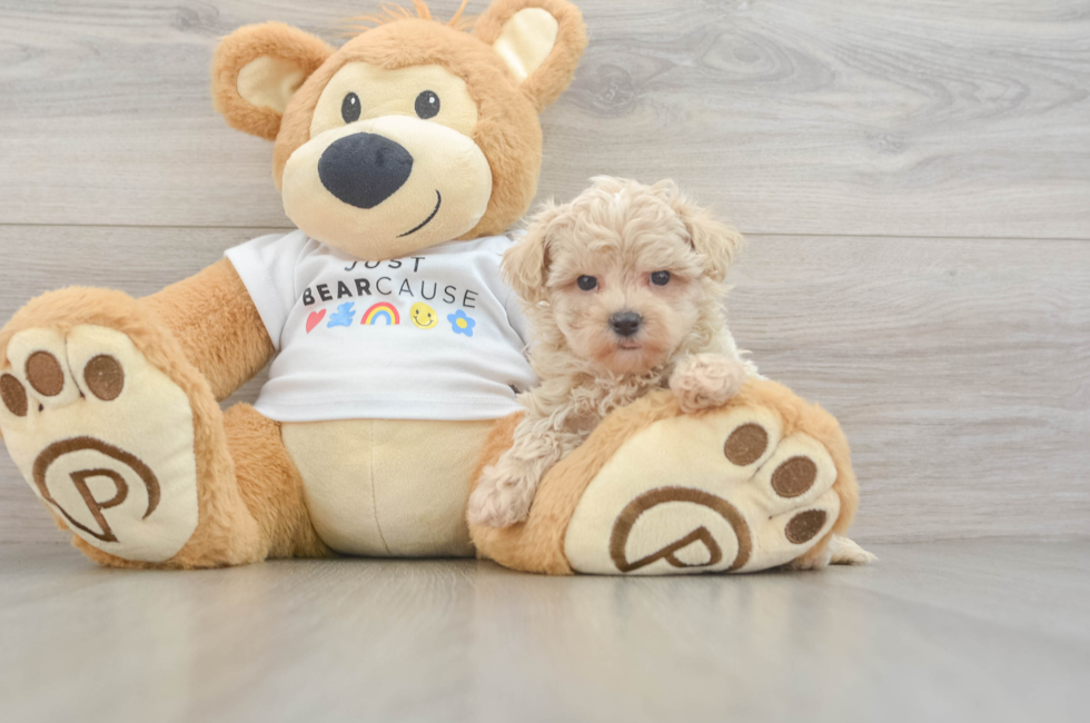 8 week old Maltipoo Puppy For Sale - Fairfield Furbabies