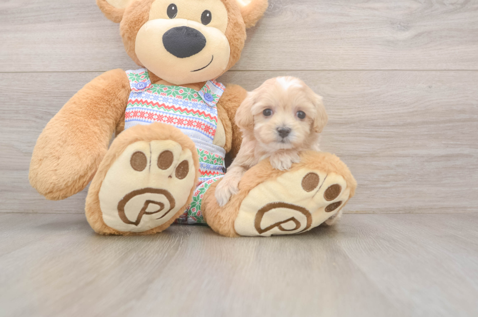 5 week old Maltipoo Puppy For Sale - Fairfield Furbabies