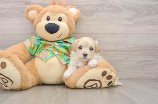 Adorable Malt Oodle Poodle Mix Puppy